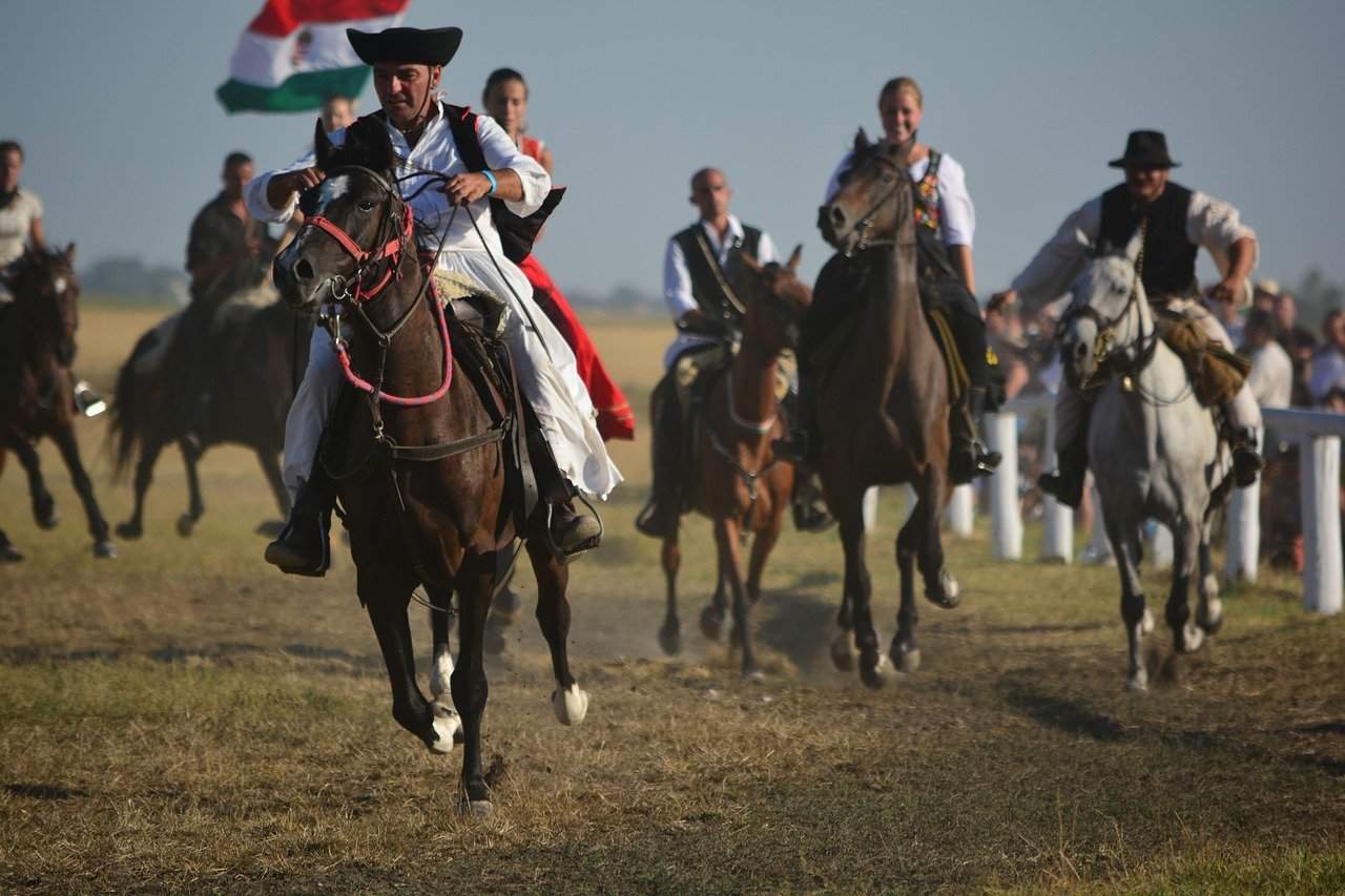 匈牙利旅遊-Alföld-horse
