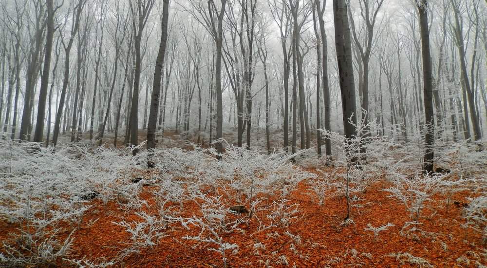 Pădure înghețată Ungaria