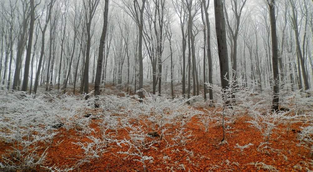 Frosty forest hungary