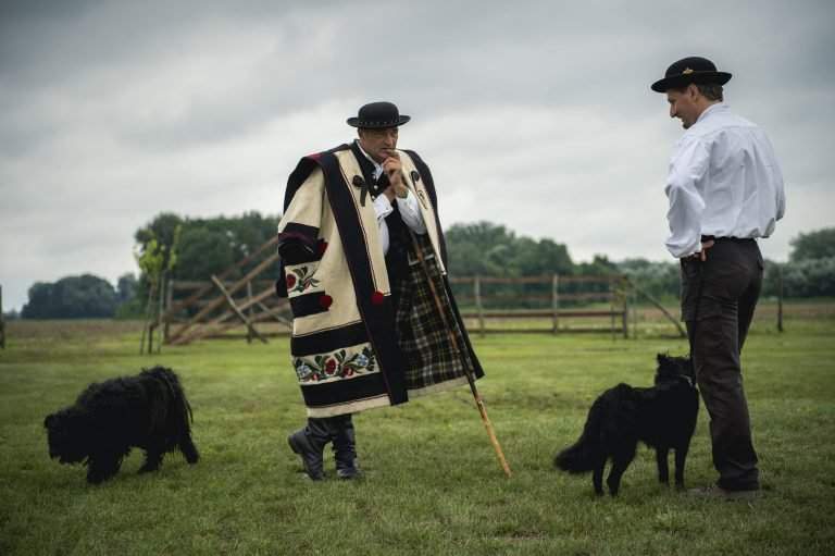 dog-dogs-puli-tradition