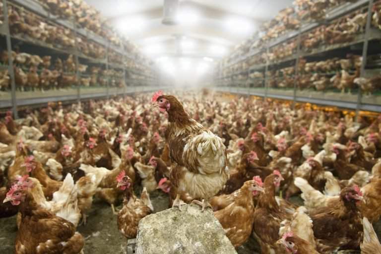 chicken-bird flu-Switzerland