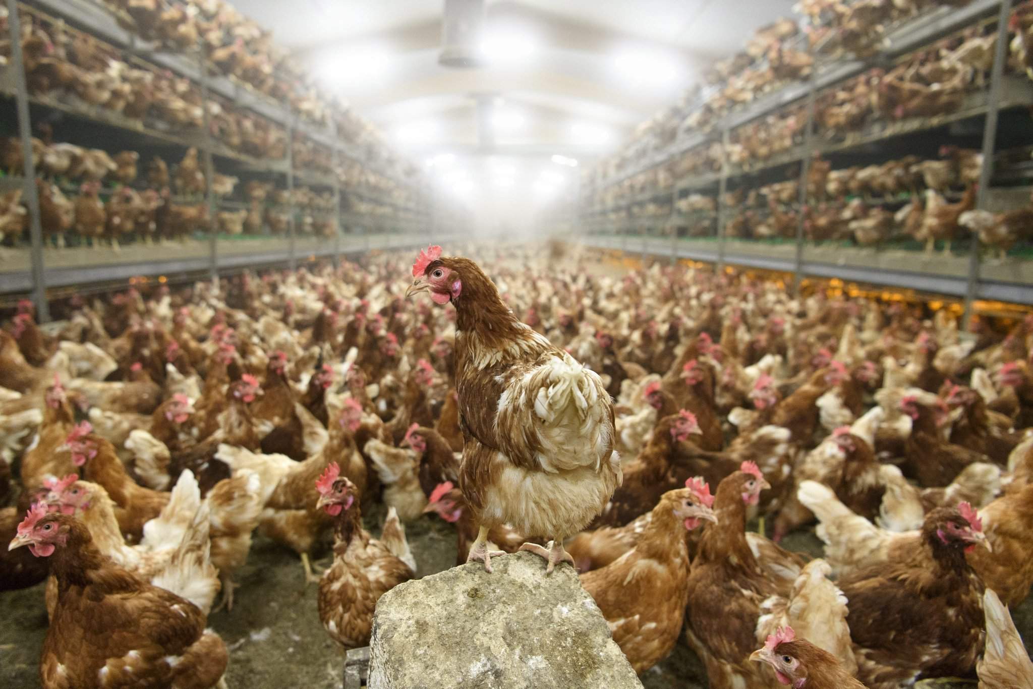 poulet-grippe aviaire-Suisse