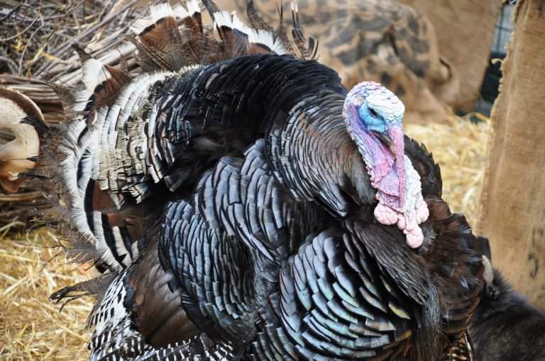 turkey