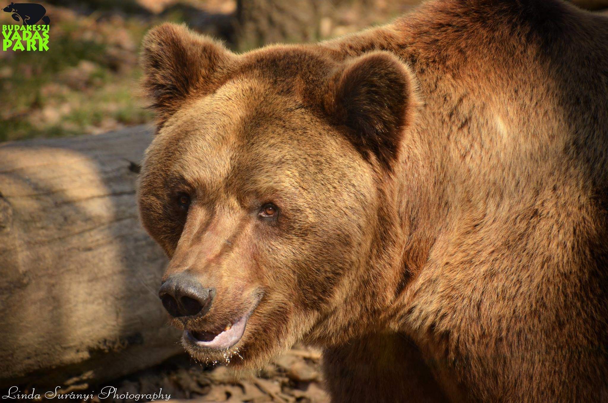 zoo di budakeszi dell'orso bruno