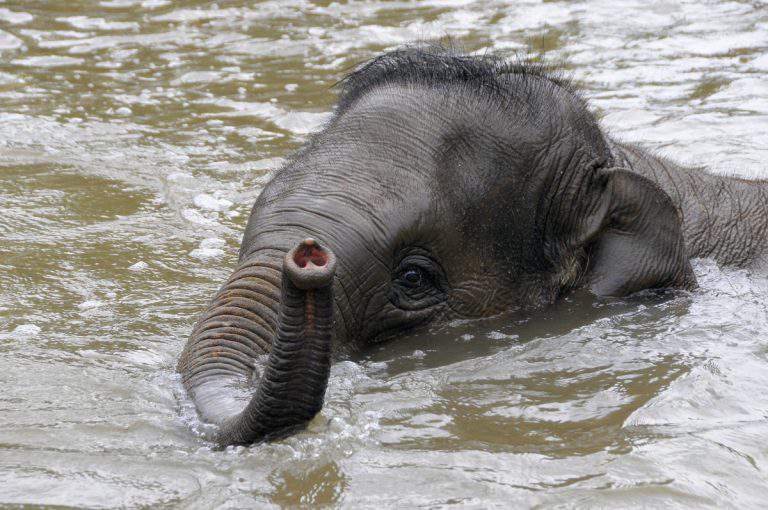 Budapest Zoo