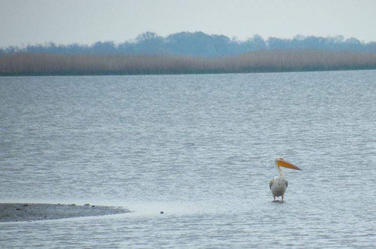 rózsás gödény great white pelican hortobágy