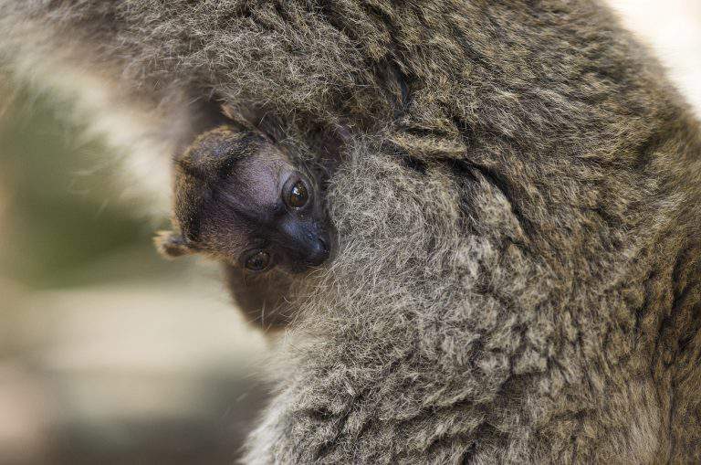 lemur