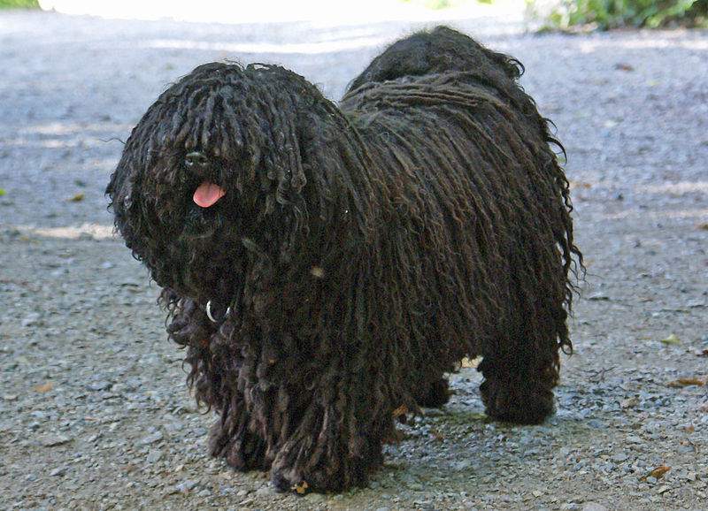 Our Loyal Companions 9 Native Hungarian Dog Breeds Our Loyal Companions 9 Native Hungarian Dog Breeds