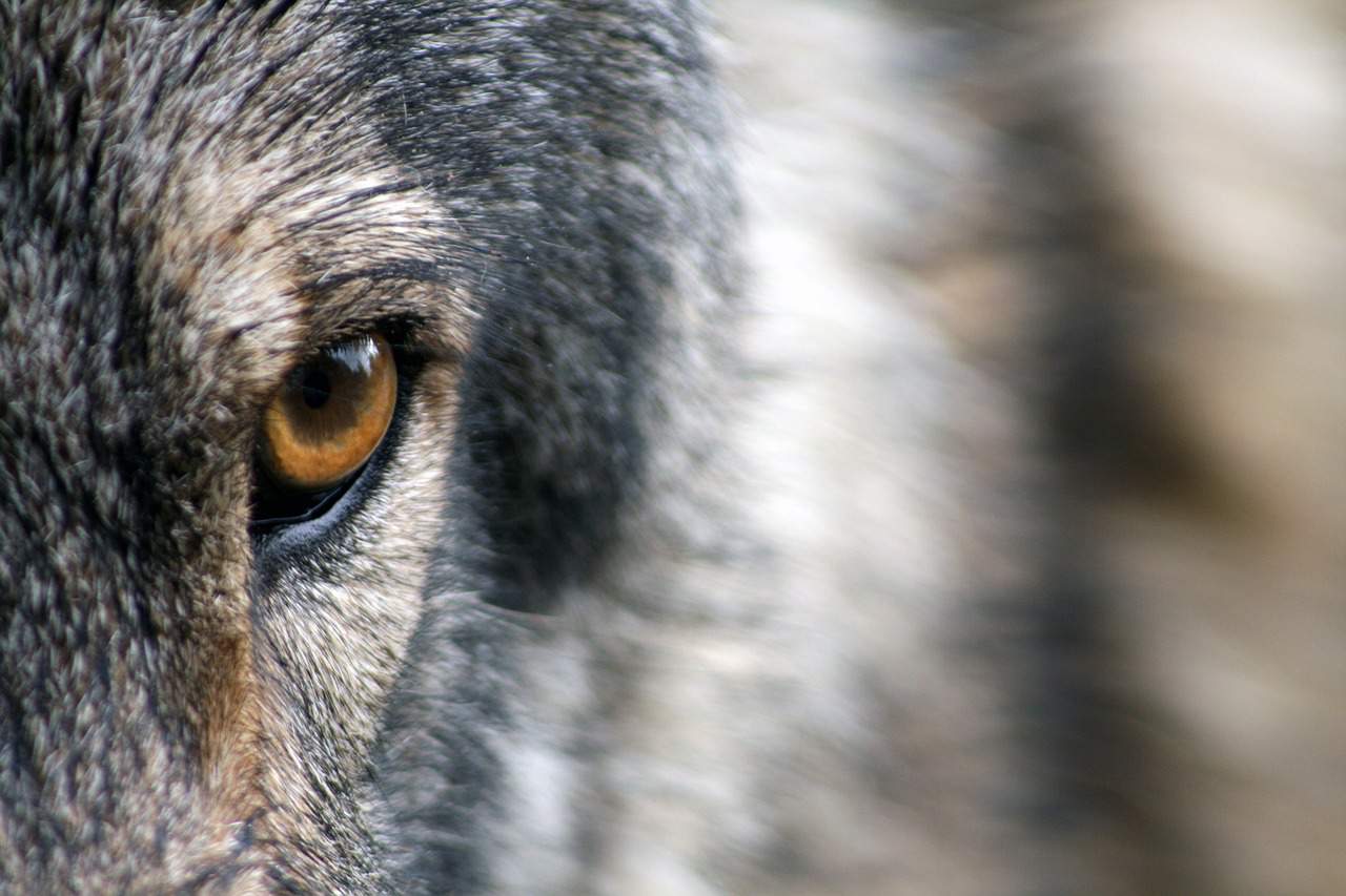 الذئب المفترس الحياة البرية المجر