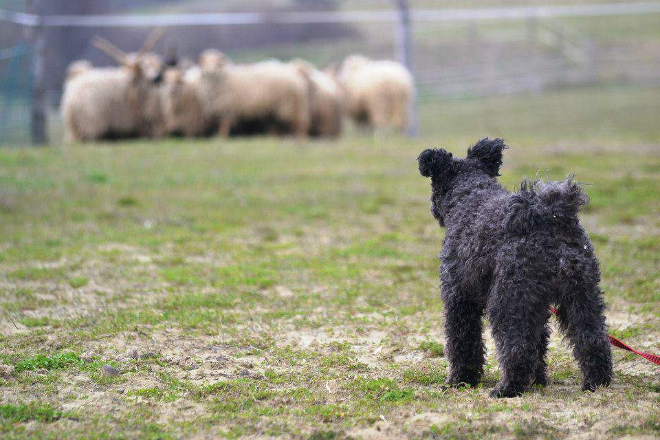 pumi, dog, hungarian breed