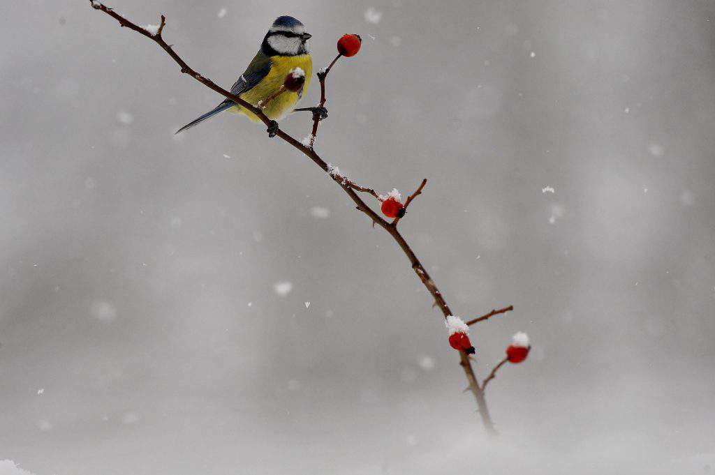 winter weather nature Hungary