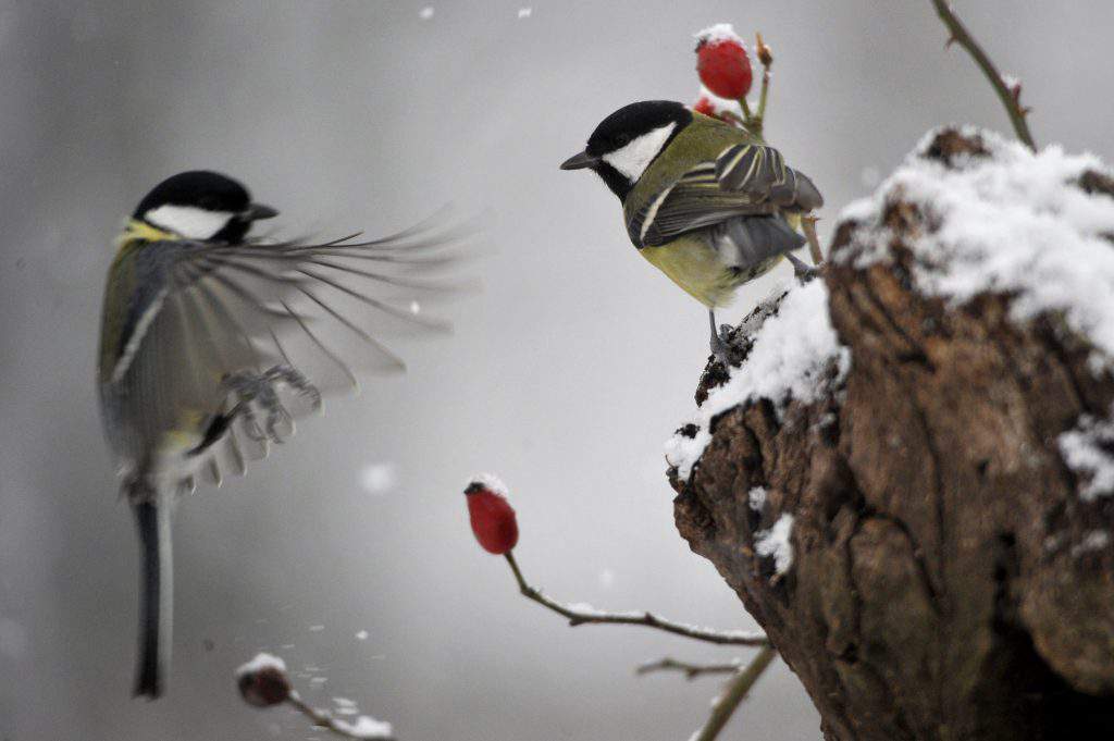 winter weather nature Hungary