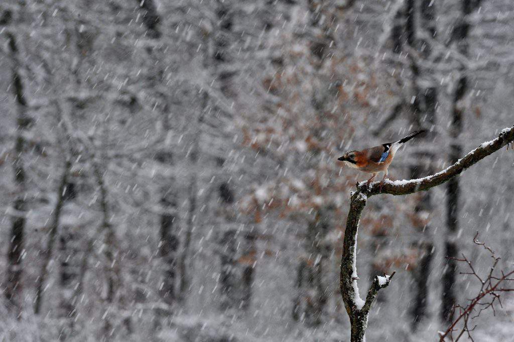 winter weather nature Hungary