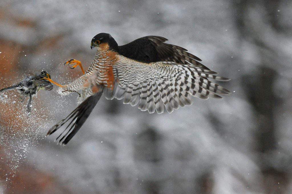 winter weather nature Hungary