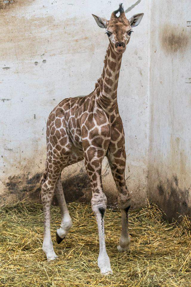 animal giraffe baby zoo