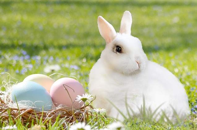 easter rabbit eggs