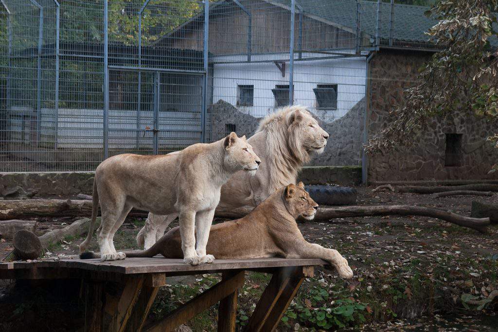 Nyíregyháza zoo