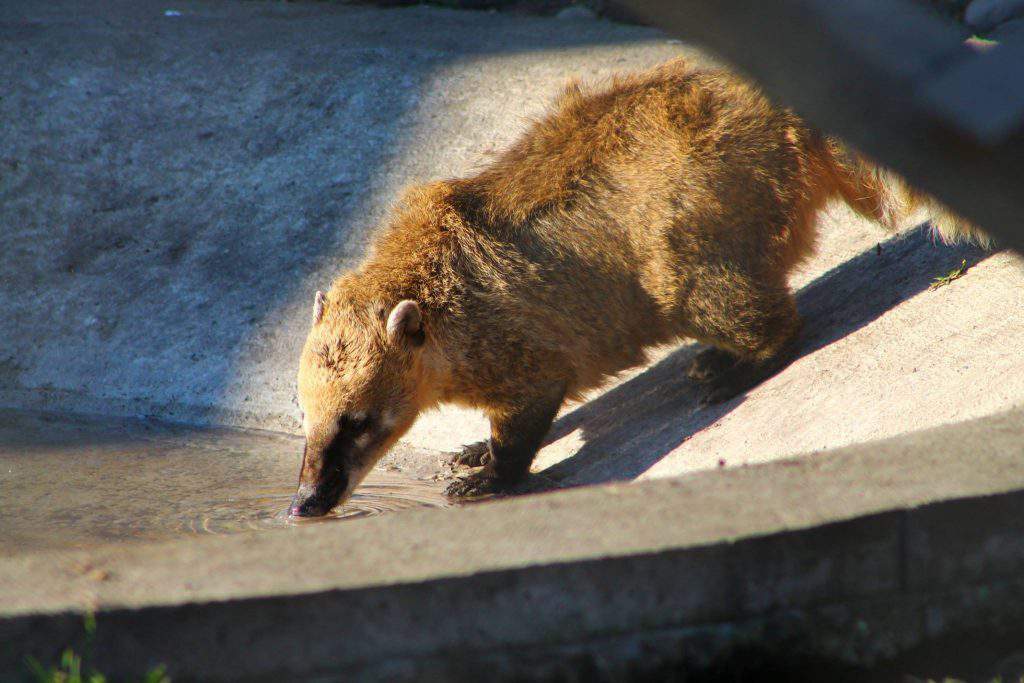 bear farm Veresegyháza zoo South American coati