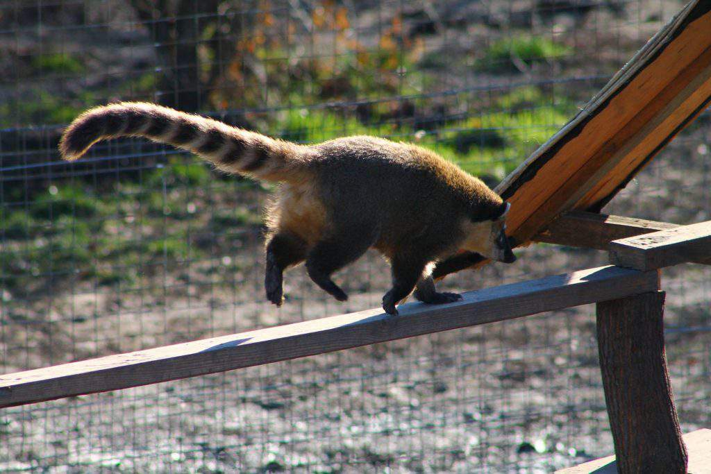 bear farm Veresegyháza zoo washing bear racoon