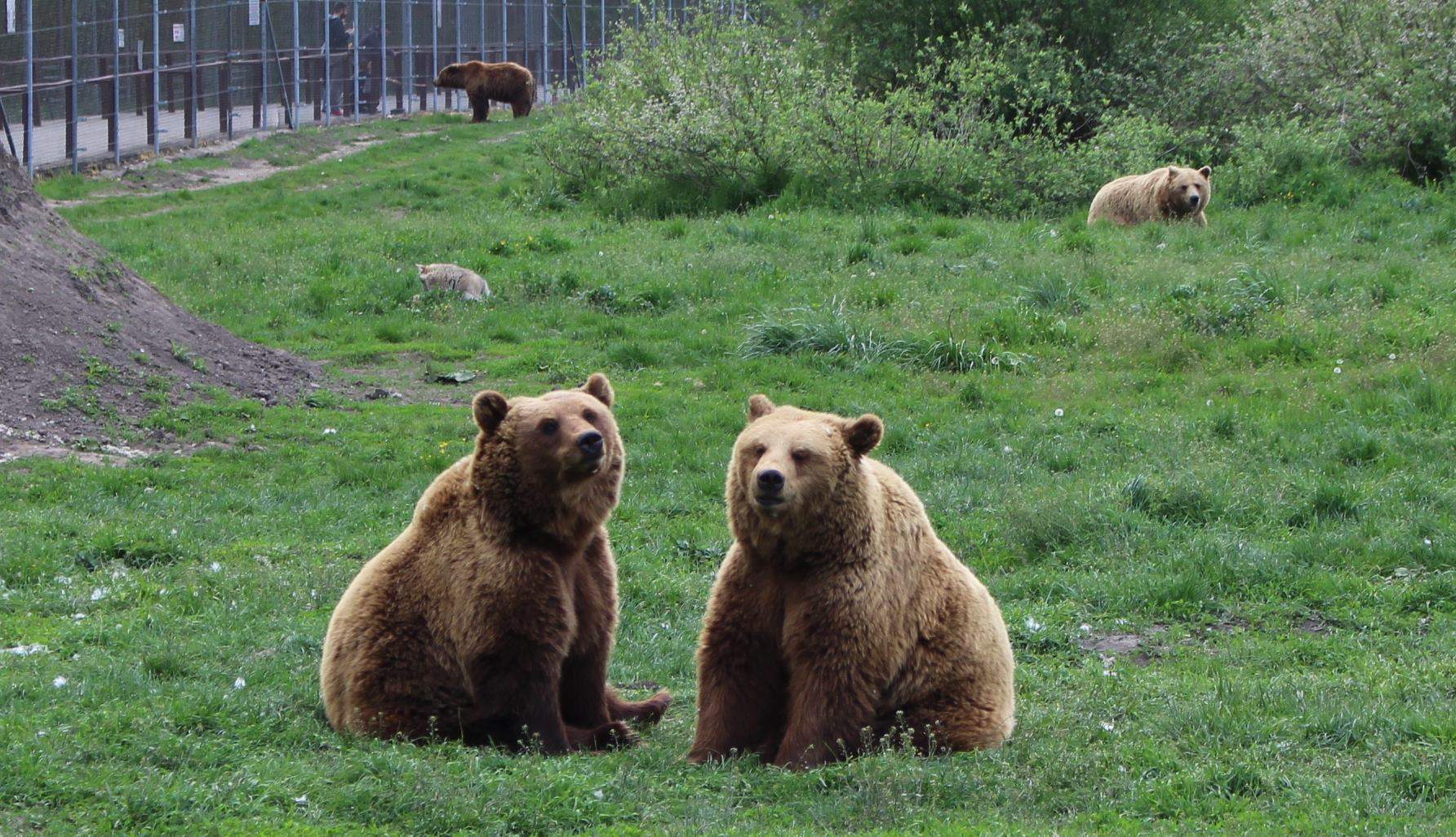 ferme aux ours zoo de Veresegyháza