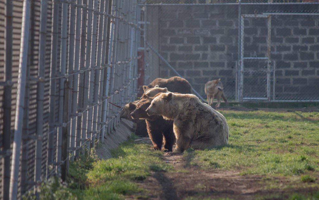 bear farm Veresegyháza zoo