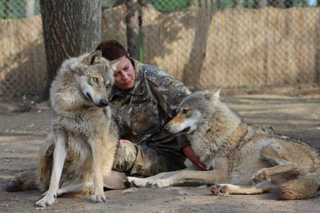 bear farm Veresegyháza zoo wolf wolves