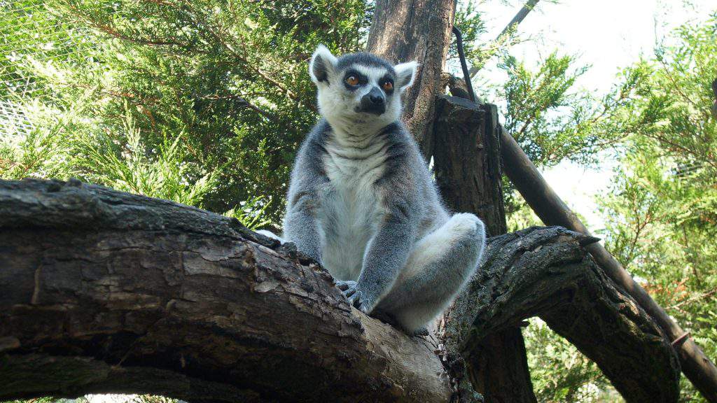 Nyíregyháza zoo