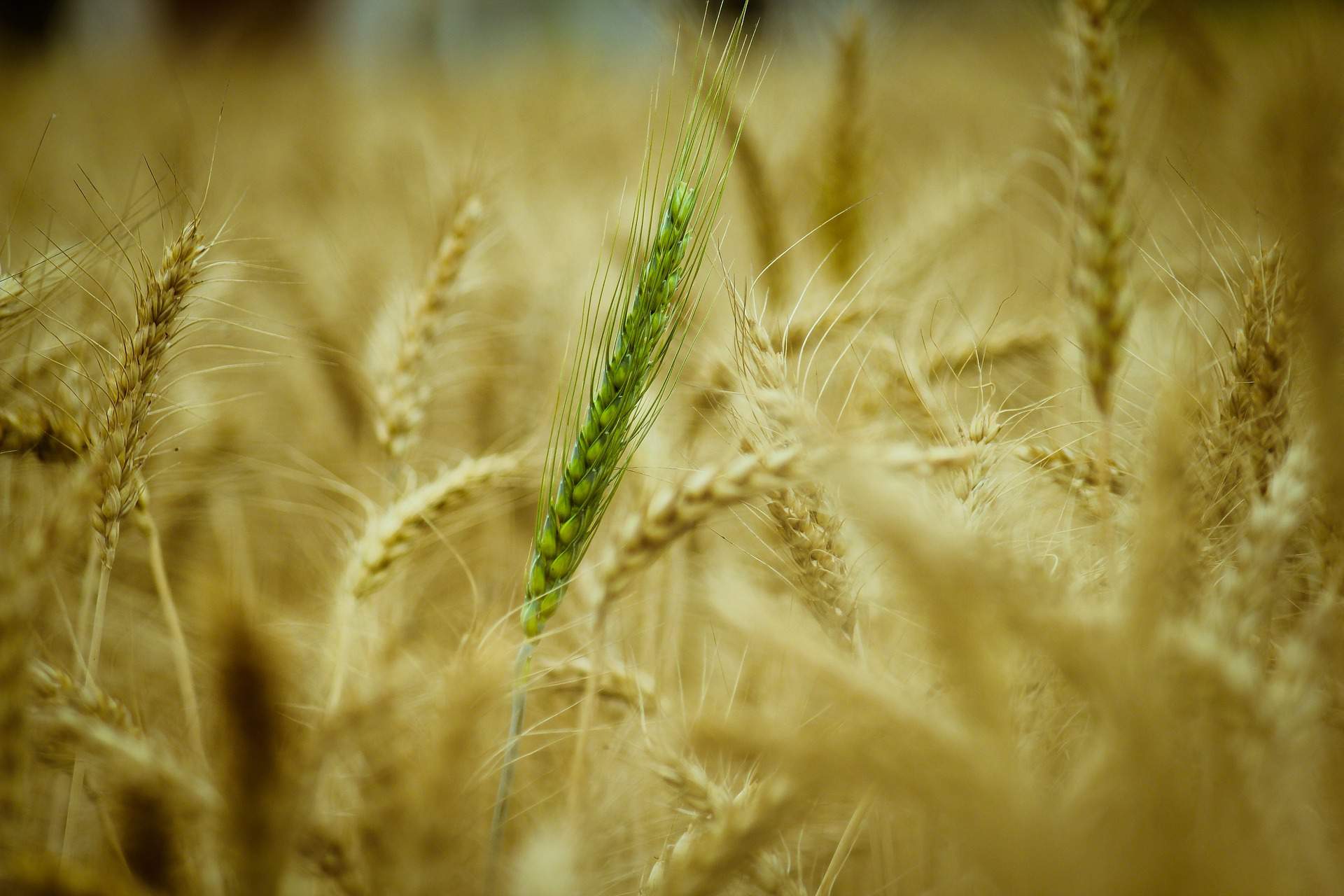 agriculture wheat grain
