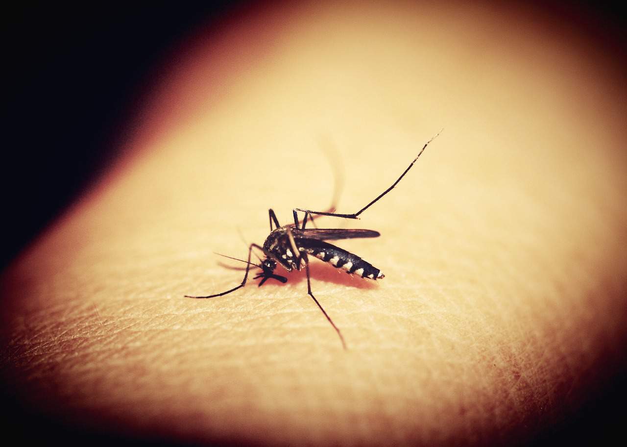 蚊マラリア