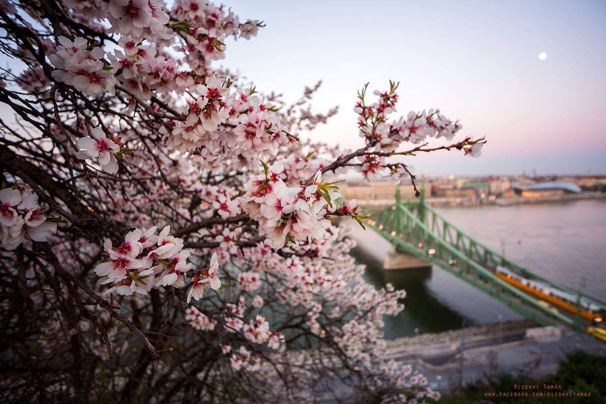 التصوير rizsavi بودابست الدانوب الربيع