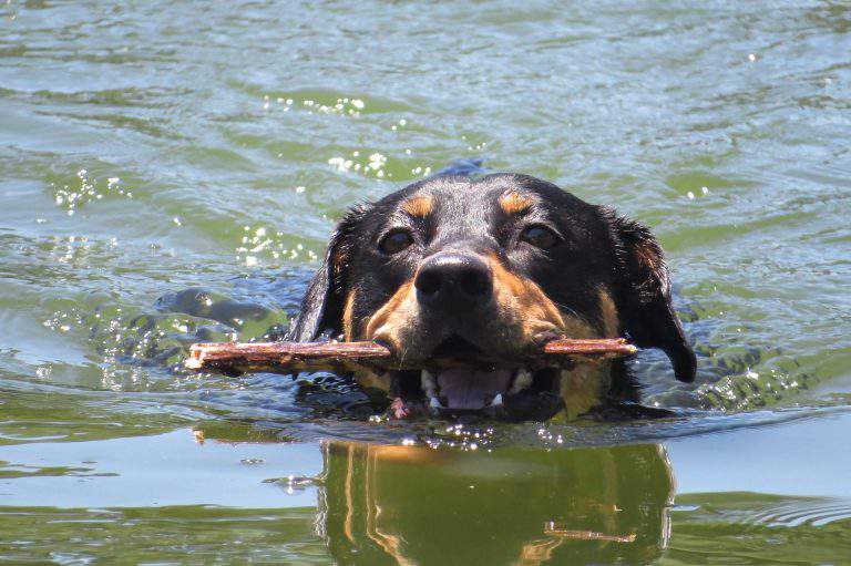 dog water beach