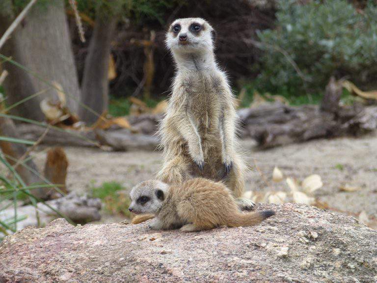 meerkats, baby, animal