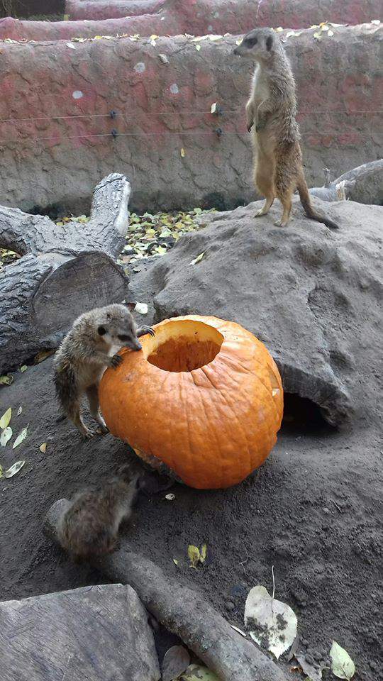 meerkat, wildlif park, zoo, animal