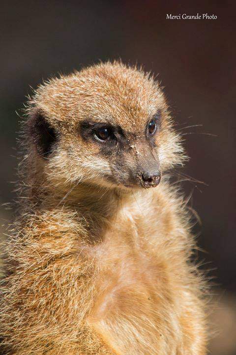 meerkat, mate, animal