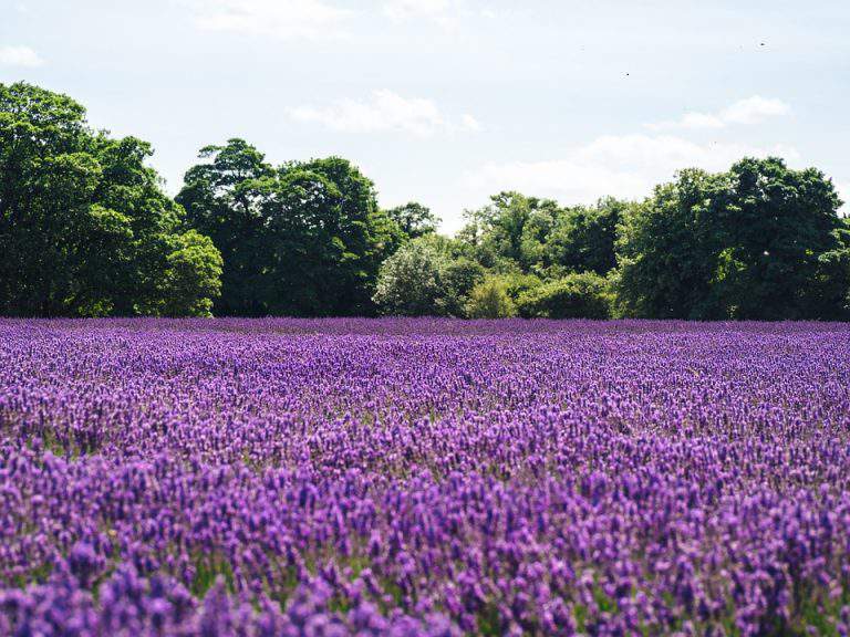 lavender