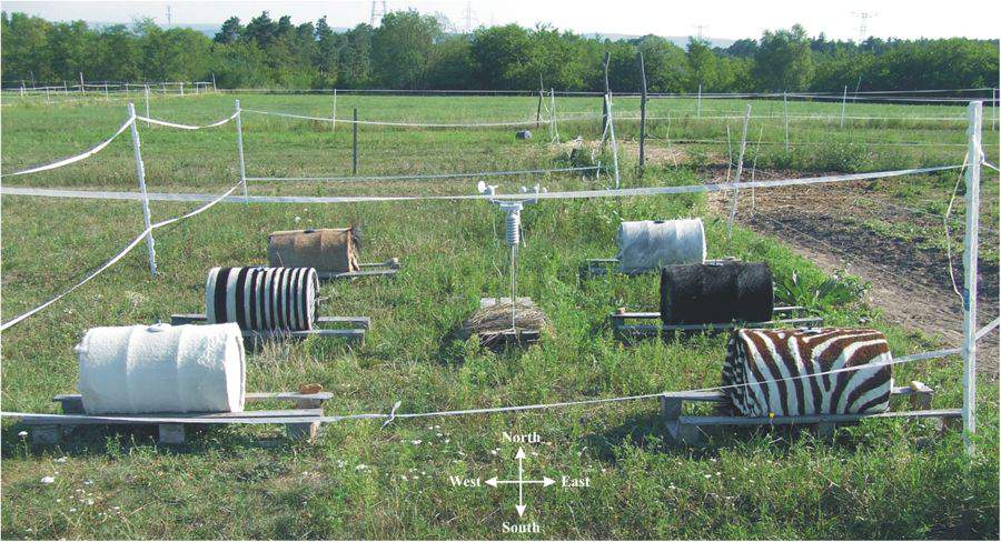 zebra stripes, research, experiment