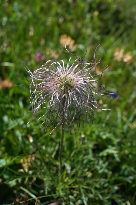 flower plant