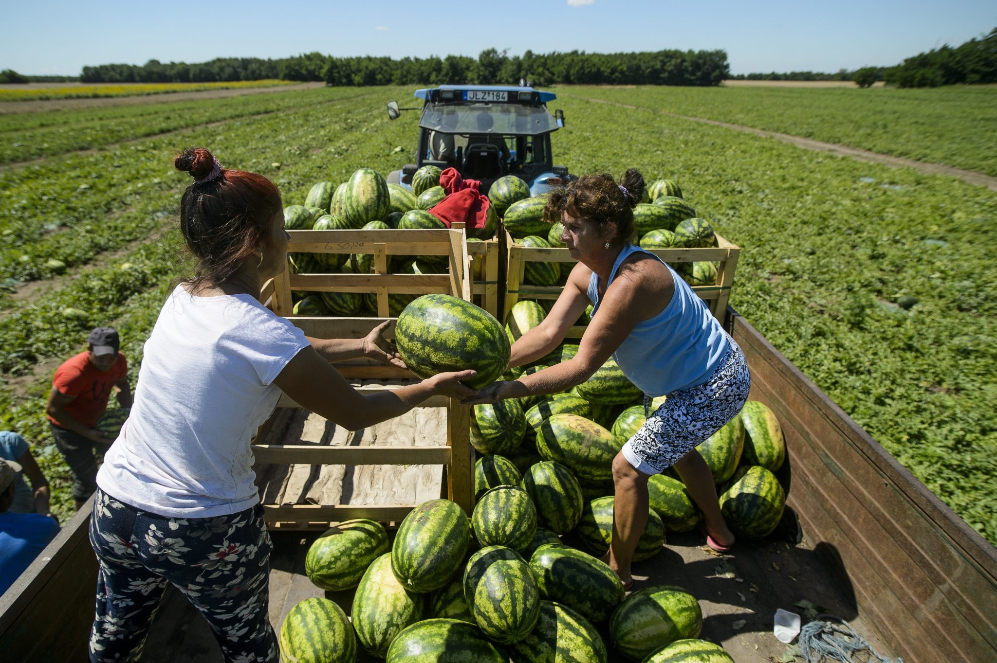 labour market watermelon
