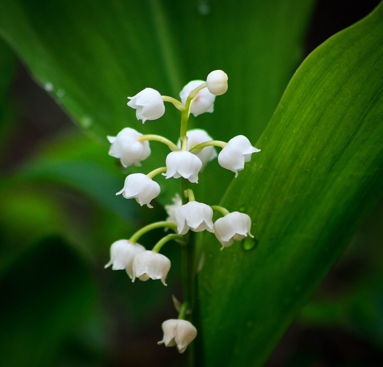 lily of the valley flower