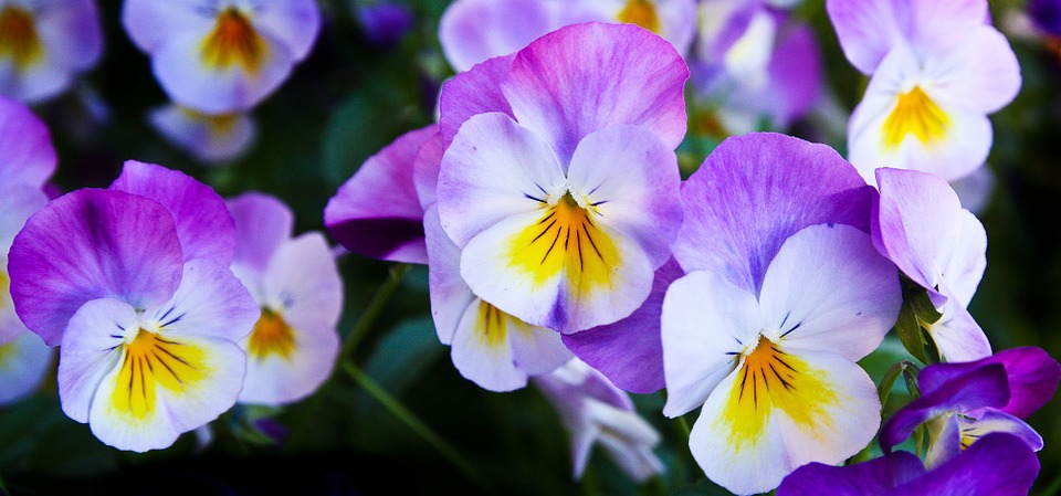 vadárvácska flower