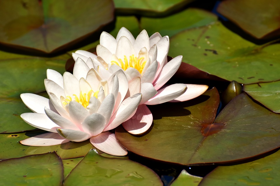 water lily flower