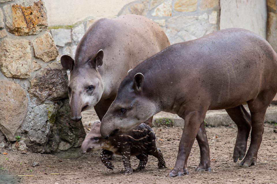 Tapir baby animal