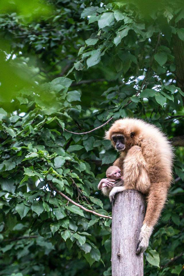 Gibbon baby animal