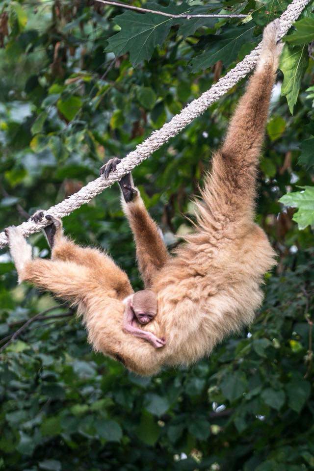 Gibbon baby animal