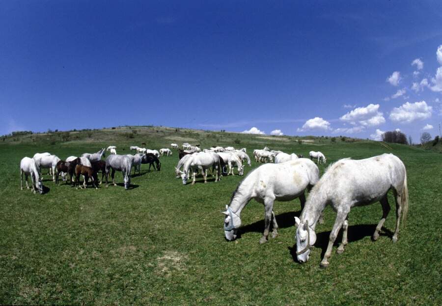 Szilvasvarad Lipizzan