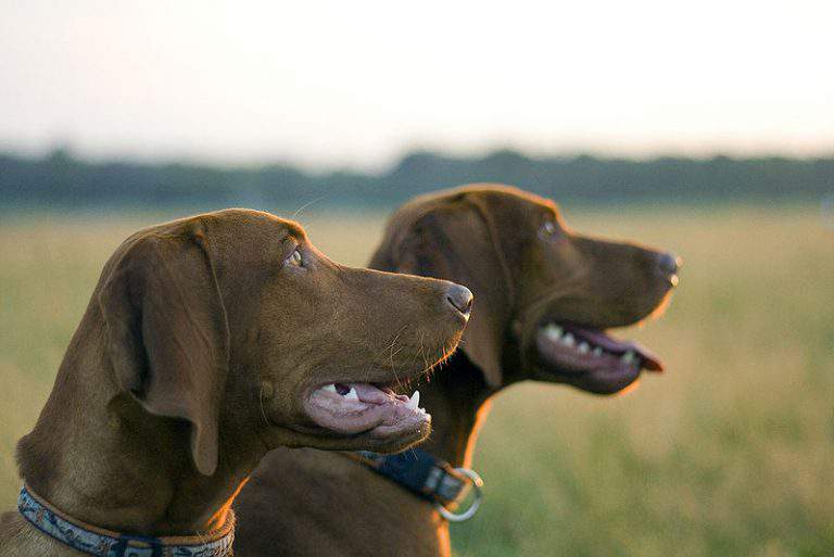 vizsla dog hungarian