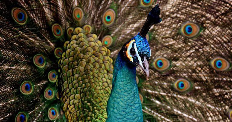 peacock páva animal