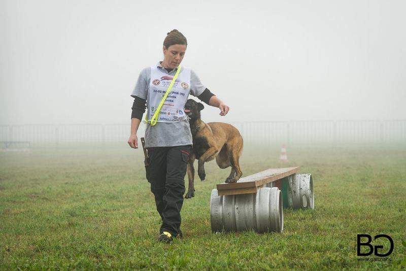 rescue dog