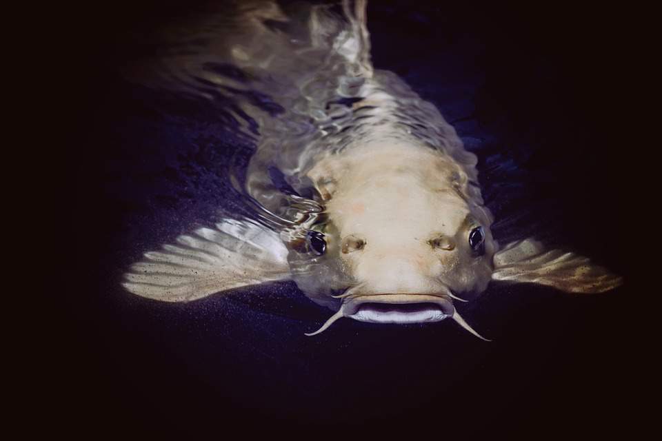 fish, animal