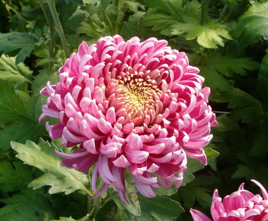 flower, chrysanthemum